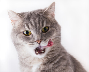 吐舌卖萌的可爱灰猫