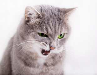 发怒的灰猫