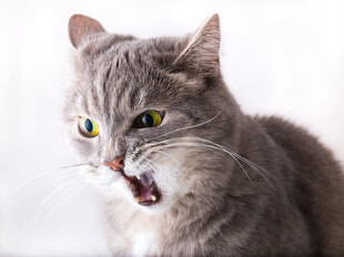 发怒的灰猫