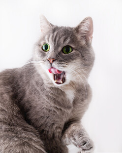 张嘴露舌的可爱灰猫
