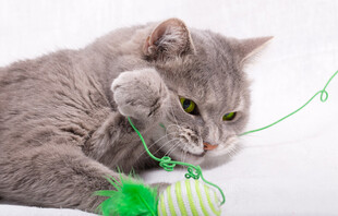 灰猫玩绿色逗猫玩具
