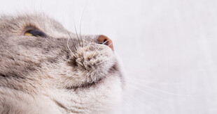 仰头的可爱猫咪