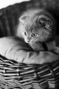 小猫窝中休憩