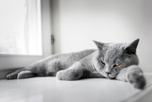 慵懒猫咪惬意趴卧