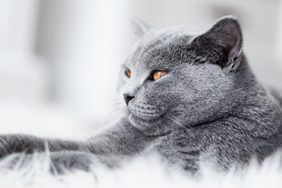 慵懒蓝猫卧于毛绒表面