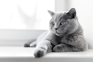 窗边慵懒的灰猫