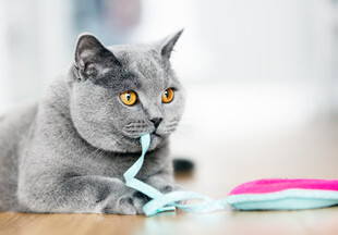 灰猫玩绳玩具