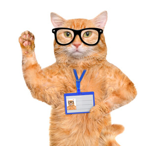 戴眼镜的职场猫咪