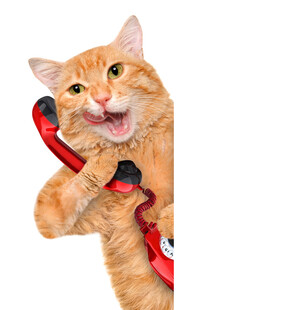 猫咪打电话超萌瞬间
