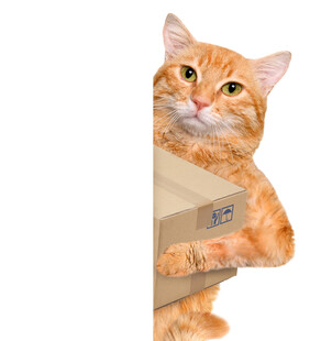 橘猫俏皮躲在纸箱后