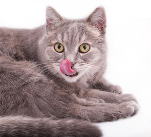 灰猫吐舌卖萌瞬间