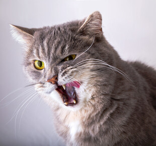 发怒猫咪张嘴露齿瞬间
