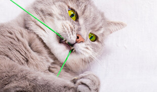 猫咪玩激光逗猫棒