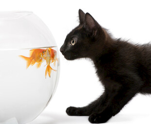 黑猫好奇望金鱼缸