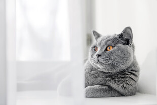 窗边萌态英短猫