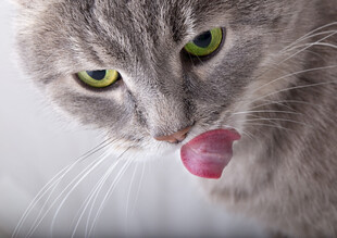 俏皮灰猫吐舌瞬间