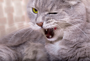 猫咪张嘴露齿打哈欠