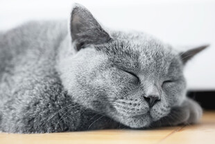 熟睡的灰猫