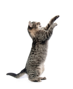站立猫咪伸爪好奇模样