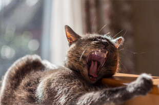 打哈欠的猫咪