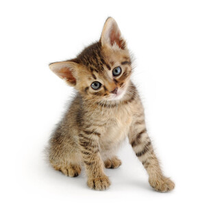 可爱小猫咪坐立卖萌