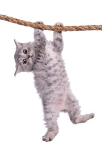 小猫倒挂在绳索上
