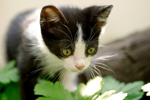 黑白小猫探身绿植间