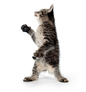 站立小猫