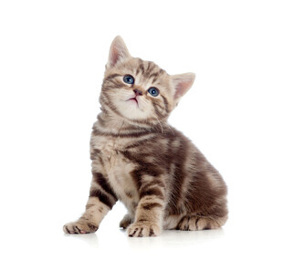 可爱小猫咪抬头望