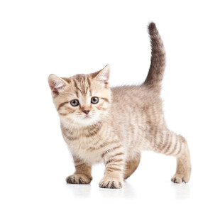 可爱小猫咪俏皮站立