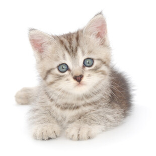 可爱小猫咪趴卧