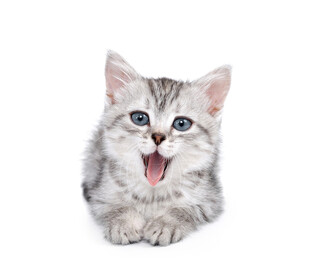 张嘴的可爱小猫咪