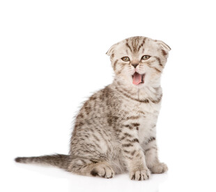 张嘴的可爱折耳猫