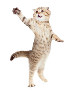 站立猫咪欢乐舞动