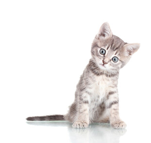 可爱小猫咪端坐