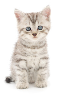 可爱小猫咪