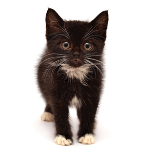 可爱黑白色小猫