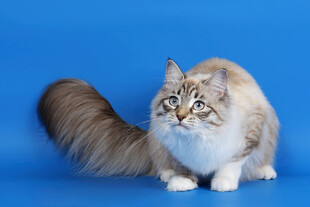 长毛猫