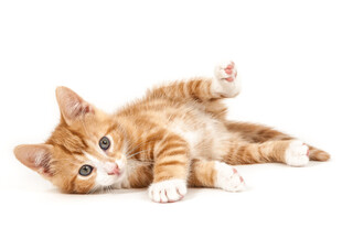 可爱橘猫躺卧