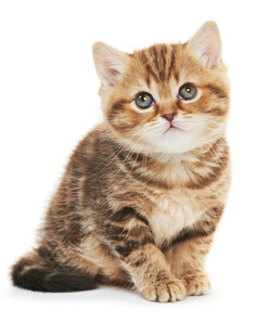 可爱小猫咪端坐