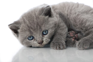 可爱灰蓝小猫趴卧
