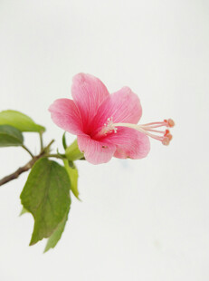 娇艳木槿花特写