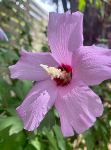 淡紫色木槿花特写
