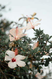 白色木槿花绽放枝头