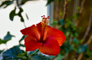 艳丽朱槿花