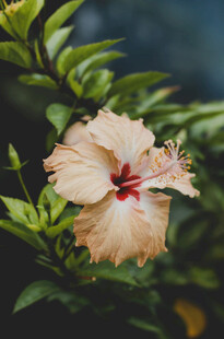 淡黄色木槿花特写