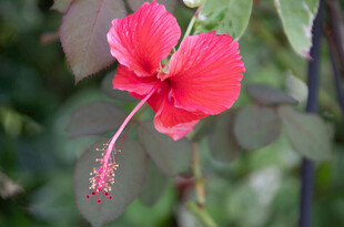 娇艳朱槿花