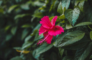 娇艳朱槿花绽放绿叶间