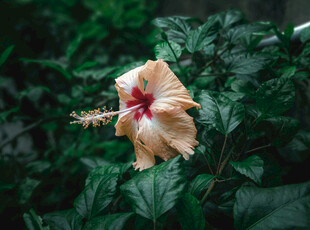 黄色木槿花绽放绿叶间