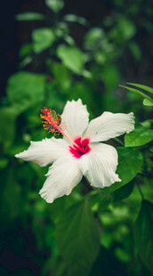 白色朱槿花特写